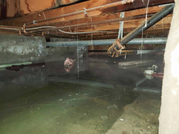 Best Sewage cleanup and water damage restoration  in Bluff City, TN