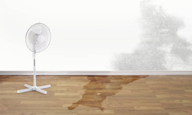 Best Flooded house restoration  in Bluff City, TN