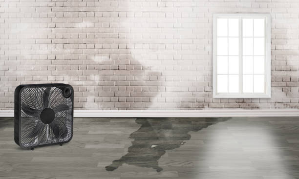 Best Ceiling water damage repair  in Bluff City, TN