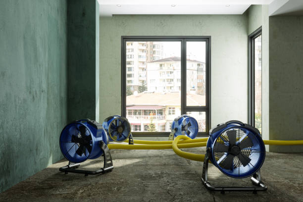 Best Local water damage restoration  in Bluff City, TN
