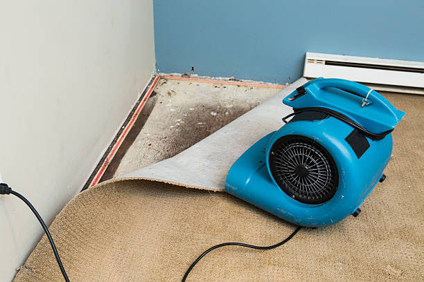 Best Water damage cleanup near me  in Bluff City, TN